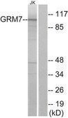 Anti-GRM7 antibody produced in rabbit affinity isolated antibody