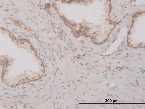 ANTI-FOXO3A antibody produced in mouse clone 2H2, purified immunoglobulin, buffered aqueous solution