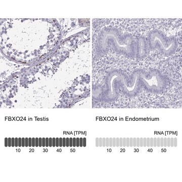 Anti-FBXO24 antibody produced in rabbit Prestige Antibodies&#174; Powered by Atlas Antibodies, affinity isolated antibody, buffered aqueous glycerol solution