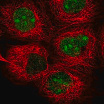 Anti-TYW1 antibody produced in rabbit Prestige Antibodies&#174; Powered by Atlas Antibodies, affinity isolated antibody