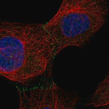 Anti-C9orf3 antibody produced in rabbit Prestige Antibodies&#174; Powered by Atlas Antibodies, affinity isolated antibody