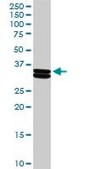 Anti-CSN1S1 antibody produced in rabbit purified immunoglobulin, buffered aqueous solution