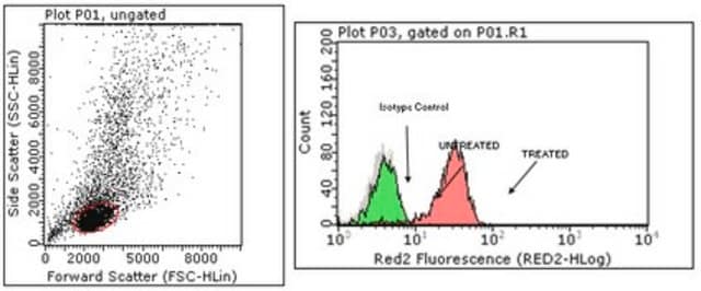 Anti-phospho STAT6 (Tyr641) Antibody, clone 19E2.1 clone 19E2.1, from mouse