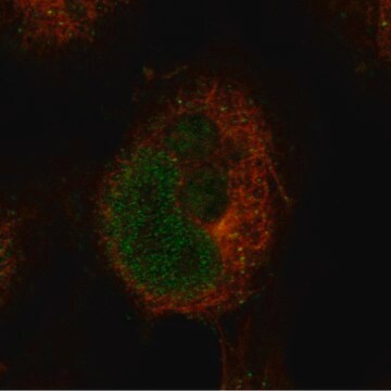 Monoclonal Anti-Bcl11A Antibody Produced In Mouse Prestige Antibodies&#174; Powered by Atlas Antibodies, clone CL13530, affinity isolated antibody, buffered aqueous glycerol solution