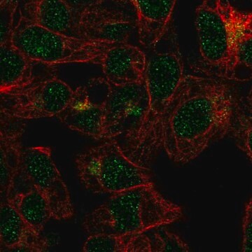 Anti-FBXO31 antibody produced in rabbit Prestige Antibodies&#174; Powered by Atlas Antibodies, affinity isolated antibody, buffered aqueous glycerol solution