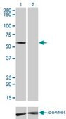 Monoclonal Anti-IMPDH2 antibody produced in mouse clone 1E12-B6, purified immunoglobulin, buffered aqueous solution