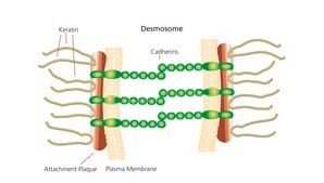 Keratin from human epidermis aqueous solution