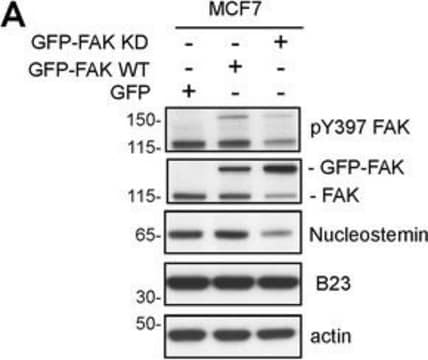 Anti-FAK Antibody Upstate&#174;, from rabbit