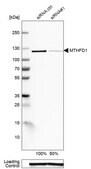 Anti-MTHFD1 antibody produced in rabbit Ab1, Prestige Antibodies&#174; Powered by Atlas Antibodies, affinity isolated antibody, buffered aqueous glycerol solution