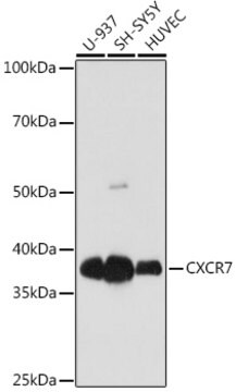 Anti-CXCR7 Antibody, clone 8V8E1, Rabbit Monoclonal