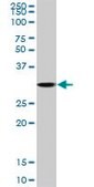 Anti-CDK3 antibody produced in rabbit purified immunoglobulin, buffered aqueous solution