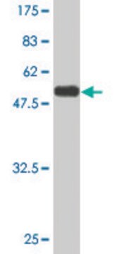 Monoclonal Anti-PEX19 antibody produced in mouse clone 2E4, purified immunoglobulin, buffered aqueous solution