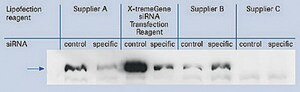 X-tremeGENE&#8482; siRNA Transfection Reagent Polymer reagent for delivering siRNA to common cell lines