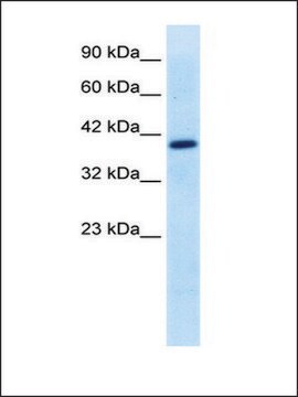 Anti-TFEB affinity isolated antibody