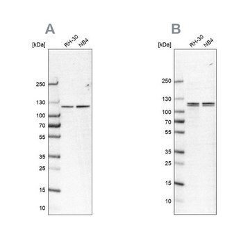 Anti-CAPRIN1 antibody produced in rabbit Prestige Antibodies&#174; Powered by Atlas Antibodies, affinity isolated antibody, buffered aqueous glycerol solution