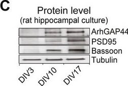 Anti-&#946;-Tubulin III (neuronal) antibody, Mouse monoclonal ~1.0&#160;mg/mL, clone 2G10, purified from hybridoma cell culture