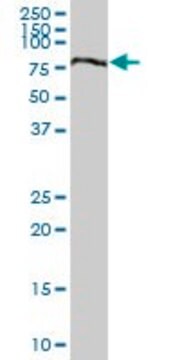 Anti-LOH11CR2A antibody produced in mouse purified immunoglobulin, buffered aqueous solution