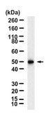 Anti-CHRNA1/ACHRA Antibody, clone 2G22 ZooMAb&#174; Rabbit Monoclonal recombinant, expressed in HEK 293 cells