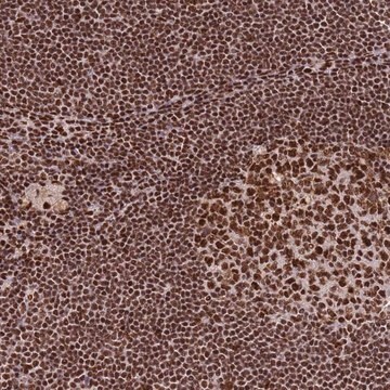 Anti-PRKDC antibody produced in rabbit Prestige Antibodies&#174; Powered by Atlas Antibodies, affinity isolated antibody, buffered aqueous glycerol solution