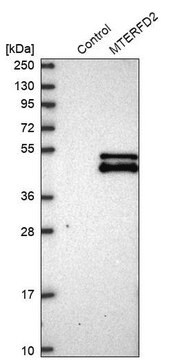 Anti-MTERF4 antibody produced in rabbit Prestige Antibodies&#174; Powered by Atlas Antibodies, affinity isolated antibody, buffered aqueous glycerol solution