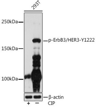 Anti-Phospho-ErbB3/HER3-Y1222 antibody produced in rabbit