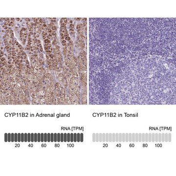 Anti-CYP11B2 antibody produced in rabbit Prestige Antibodies&#174; Powered by Atlas Antibodies, affinity isolated antibody, buffered aqueous glycerol solution