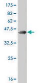 ANTI-RARA antibody produced in mouse clone 4B3, purified immunoglobulin, buffered aqueous solution