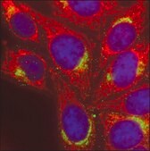 Anti-Goat IgG (H+L), highly cross-adsorbed, CF&#8482; 568 antibody produced in donkey ~2&#160;mg/mL, affinity isolated antibody