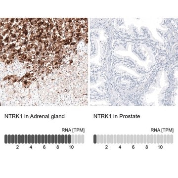 Anti-NTRK1 antibody produced in rabbit Prestige Antibodies&#174; Powered by Atlas Antibodies, affinity isolated antibody, buffered aqueous glycerol solution