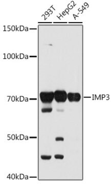 Anti-IMP3 Antibody, clone 8K4H5, Rabbit Monoclonal