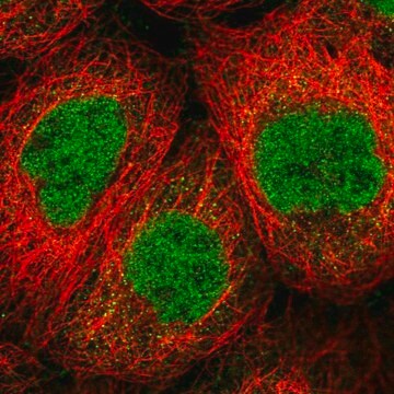 Anti-SENP1 antibody produced in rabbit Prestige Antibodies&#174; Powered by Atlas Antibodies, affinity isolated antibody