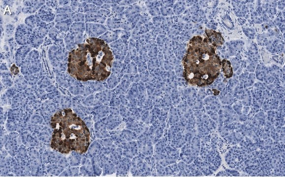 Anti-Chromogranin A Antibody, clone 5F23 ZooMAb&#174; Rabbit Monoclonal recombinant, expressed in HEK 293 cells