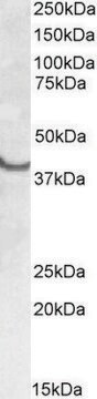 Anti-SSBP2 (N-terminal) antibody produced in goat affinity isolated antibody, buffered aqueous solution