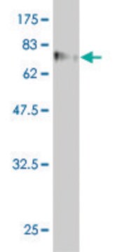 Monoclonal Anti-WDR20 antibody produced in mouse clone 1D10, purified immunoglobulin, buffered aqueous solution