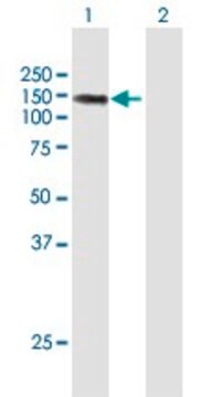 ANTI-LIMCH1 antibody produced in mouse purified immunoglobulin, buffered aqueous solution