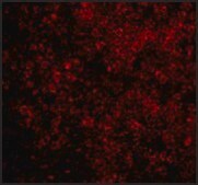 Anti-BAD antibody produced in rabbit IgG fraction of antiserum, buffered aqueous solution
