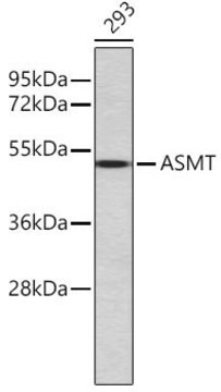 Anti-ASMT antibody produced in rabbit