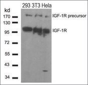 Anti-IGF1R (Ab-1280) antibody produced in rabbit affinity isolated antibody