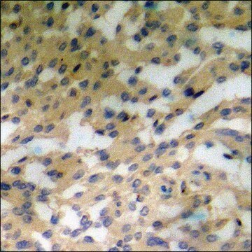 Anti-phospho-STAT5A/B (pSer725/730) antibody produced in rabbit affinity isolated antibody