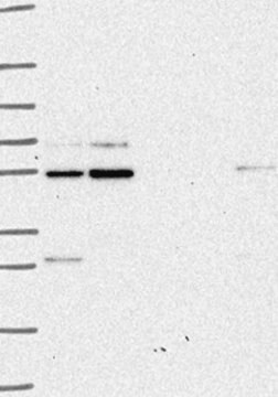 Anti-GLIS2 antibody produced in rabbit Prestige Antibodies&#174; Powered by Atlas Antibodies, affinity isolated antibody, buffered aqueous glycerol solution