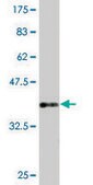 Monoclonal Anti-PIK3CB antibody produced in mouse clone 10D5, purified immunoglobulin, buffered aqueous solution