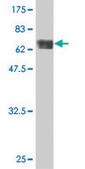 ANTI-TUBA1 antibody produced in mouse clone 2A11, purified immunoglobulin, buffered aqueous solution