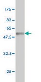 Monoclonal Anti-BRD3, (C-terminal) antibody produced in mouse clone 7G6, purified immunoglobulin, buffered aqueous solution