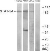 Anti-STAT5A, C-Terminal antibody produced in rabbit affinity isolated antibody