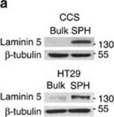 Anti-Laminin-5 (&#947;2 chain) Antibody, clone D4B5 clone D4B5, Chemicon&#174;, from mouse