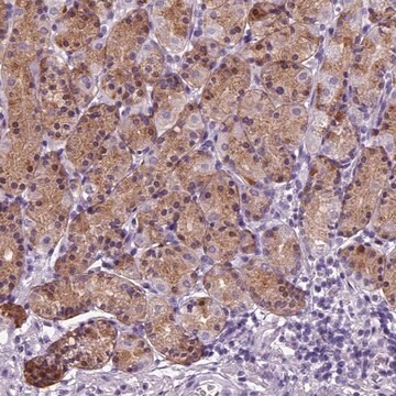 Anti-HMCN2 antibody produced in rabbit Prestige Antibodies&#174; Powered by Atlas Antibodies, affinity isolated antibody