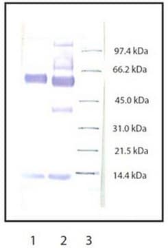 Anti-Myeloperoxidase Rabbit pAb liquid, Calbiochem&#174;