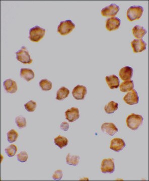 Anti-DCR2 antibody produced in rabbit affinity isolated antibody, buffered aqueous solution