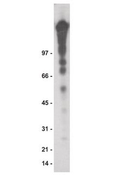 Anti-Phosphotyrosine Antibody, recombinant clone 4G10&#174;, agarose conjugate clone 4G10®, Upstate&#174;, from mouse