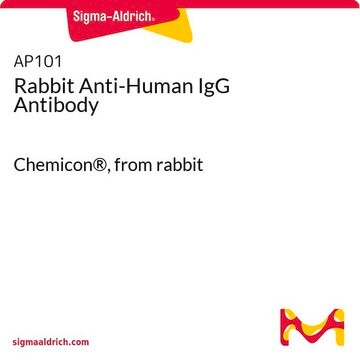 Rabbit Anti-Human IgG Antibody Chemicon&#174;, from rabbit